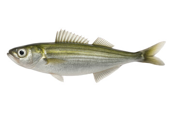 Fototapeta premium A silvery fish with prominent fins and a streamlined body.