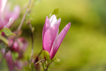 Obraz premium Magnolia flower blooming in pink