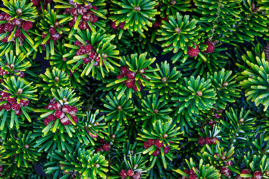 USA, Washington State, Seabeck. Close-up of Korean firs with pollen cones.