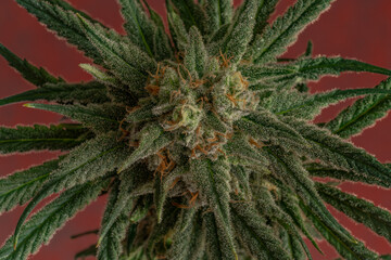 Water melon variety of marijuana flower with ripened blossom