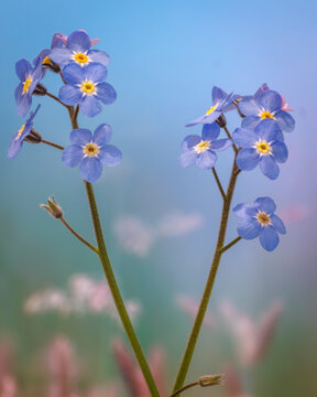 Fototapeta USA, Washington State, Seabeck. Forget-me-not blossoms close-up.