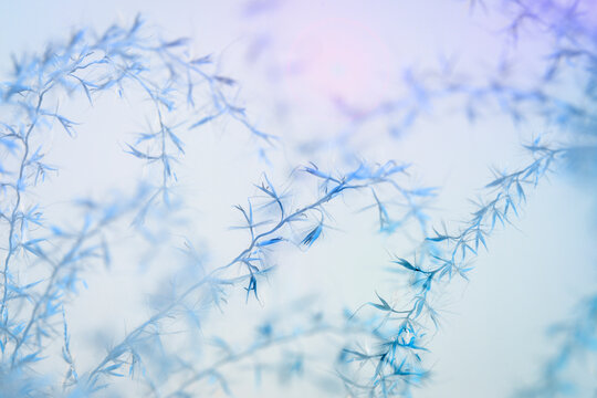 USA, Washington State, Seabeck. Zebra grass seed heads.