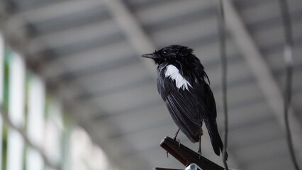 Nature Meets Everyday Life, Urban wildlife in focus, Small black-and-white bird perched on a clothespin indoors,Charming black-and-white bird