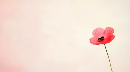 Fototapeta premium Delicate Pink Poppy Flower on Soft Background, Minimalist Floral Design, Spring Bloom, Nature Beauty