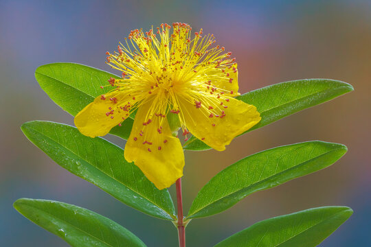 USA, Washington State, Seabeck. St. John's wort flower.