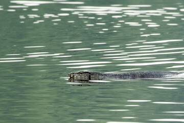 a monitor lizard swims in the lake