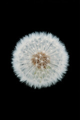 Dandelion Seed Head on Black Background