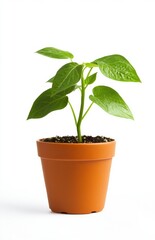 young plant in a pot