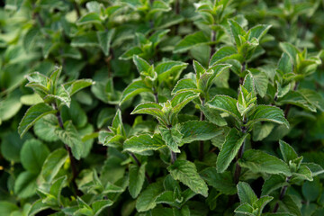 Mint bush, green peppermint leaves. Close up