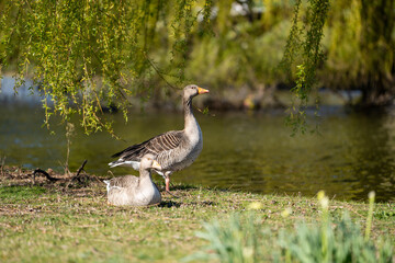 Pair of Greylag Geese Resting Under Willow Tree by the Lake