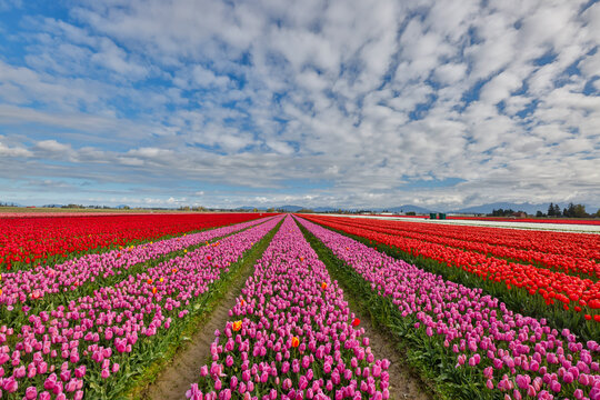 USA, Washington State. Skagit Valley, tulips grown in field