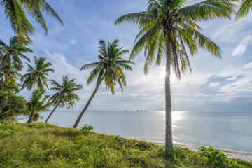 Palm trees at the beach, Thailand