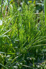 Wild plants - green background of horsetail or Tolkachik or Equisetum arvense . Common Horsetail in spring .