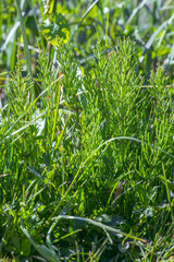 Wild plants - green background of horsetail or Tolkachik or Equisetum arvense . Common Horsetail in spring .
