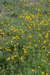 A field of yellow lesser celandine also know as pilewort carpeting the forest floor.