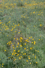 A field of yellow lesser celandine also know as pilewort carpeting the forest floor.