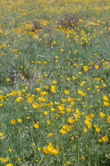 A field of yellow lesser celandine also know as pilewort carpeting the forest floor.