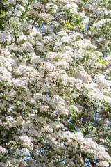 Hawthorn (Crataegus monogyna) in flower close-up