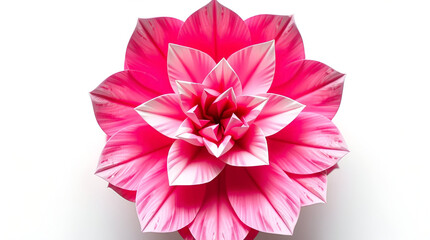 Obraz premium pink rose isolated on white