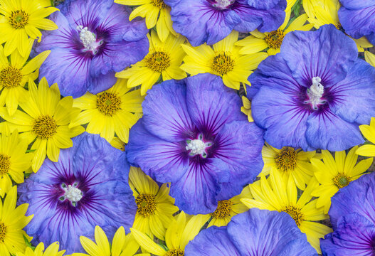 USA, Washington State, Sammamish. Flower design with yellow perennial sunflowers and blue Rose of Sharon