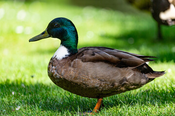 Duck on grass field in park