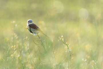 Lanius collurio aka Red-backed Shrike female perched in the field. Czech republic nature. Dreamy mood.