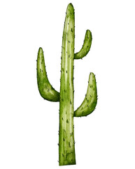 Minimalistic watercolor cactus isolated on transparent background. Watercolor illustration of cactus, plants of Africa, desert plants. Cactus.