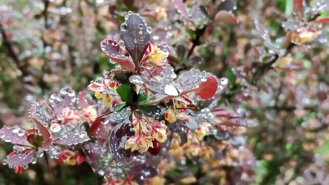 Helmond Pillar with rain drops. Close-up. Bright contrast of flowers and leaves of Berberis thunbergii "Helmond Pillar"