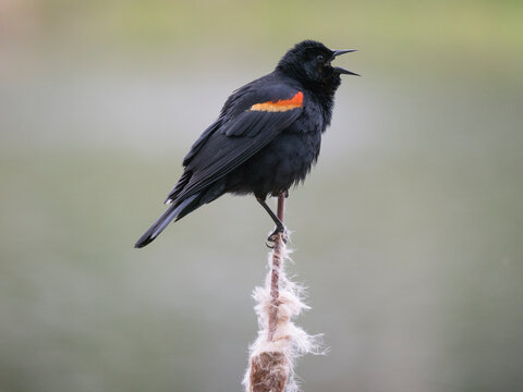 Washington State, Juanita Bay Park. Male red-winged blackbird, on cattail calling out a territorial warning