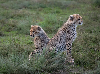  Two Cheetah Cubs Resting in Grassland Habitat