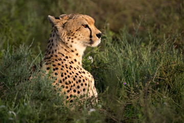 Cheetah in Grassland Habitat, Closeup Portrait