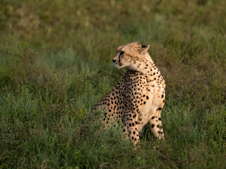 Cheetah Sitting in Grassland Habitat Observing Surroundings
