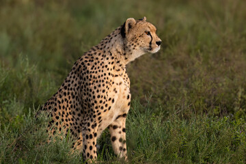 Cheetah Sitting in Grassland Habitat Observing Surroundings