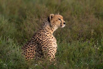 Cheetah Sitting in Grassland Habitat Observing Surroundings
