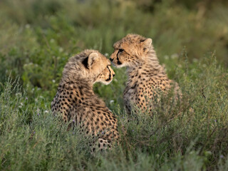 Two Juvenile Cheetah Cubs Resting in African Grassland