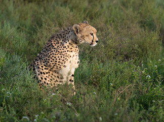 Cheetah Sitting in Grassland Habitat Observing Surroundings