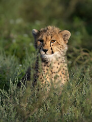 Young Cheetah Cub Sitting in Grassy Habitat