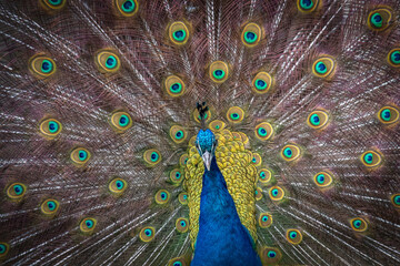 Fototapeta premium Indian Peafowl Showing Colorful Feathers Display Portrait