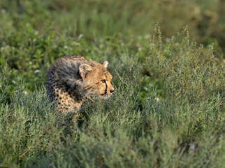  Cheetah slowly moving forward through leafy vegetation