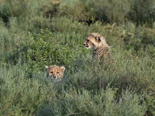  Two Juvenile Cheetah Cubs Resting in African Grassland