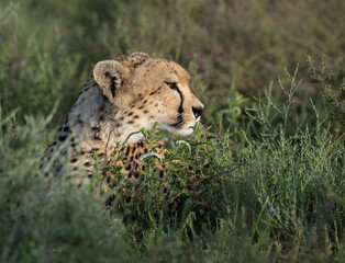 Cheetah Resting in Tall Grassland During Daytime