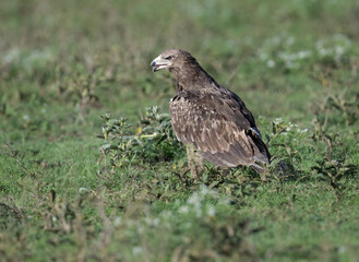 Steppe Eagle Standing on Grassland in Natural Habitat