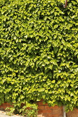 green leaves background