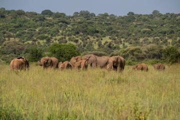 Herd of African Elephants Grazing in Savannah Landscape