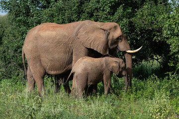 Fototapeta premium African Elephant with Calf Grazing in Savannah Habitat