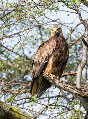 Tawny Eagle Perched on Tree Branch in Savanna Habitat