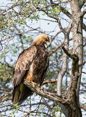 Tawny Eagle Perched on Tree Branch in Savanna Habitat