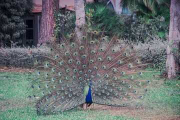 Cortejo del Pavo Real: Majestuosidad Natural
