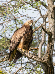 Tawny Eagle Perched on Tree Branch in Savanna Habitat