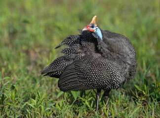 Helmeted Guineafowl Foraging in Grassland Habitat